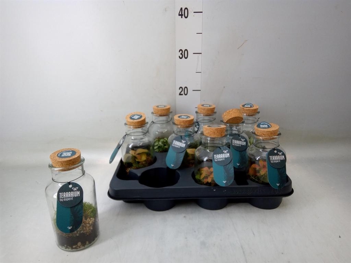 <h4>Arr. Planten L%</h4>