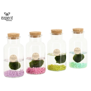 90942: Marimo arrangement