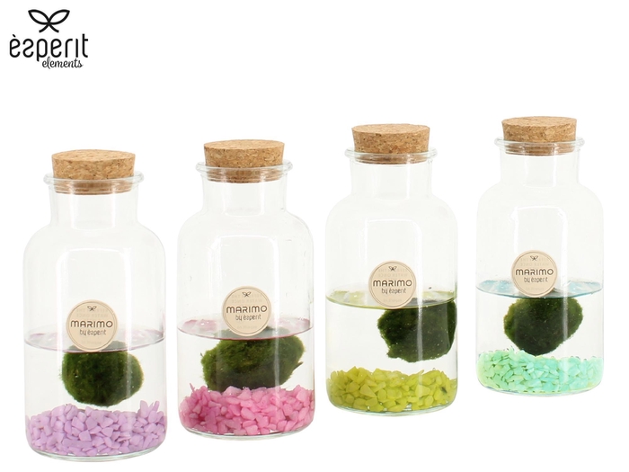 <h4>90942: Marimo arrangement</h4>