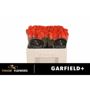 R GR GARFIELD+