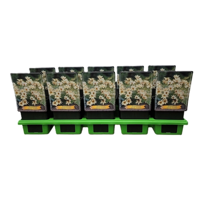 Vaste planten overig