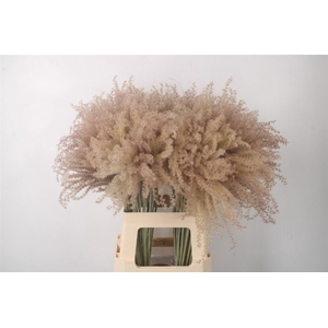 MISCANTHUS CATTERPILLAR NATUREL