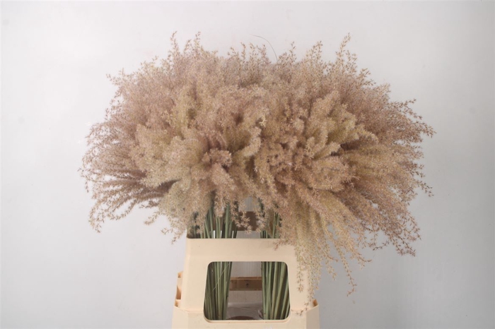 <h4>MISCANTHUS CATTERPILLAR NATUREL</h4>