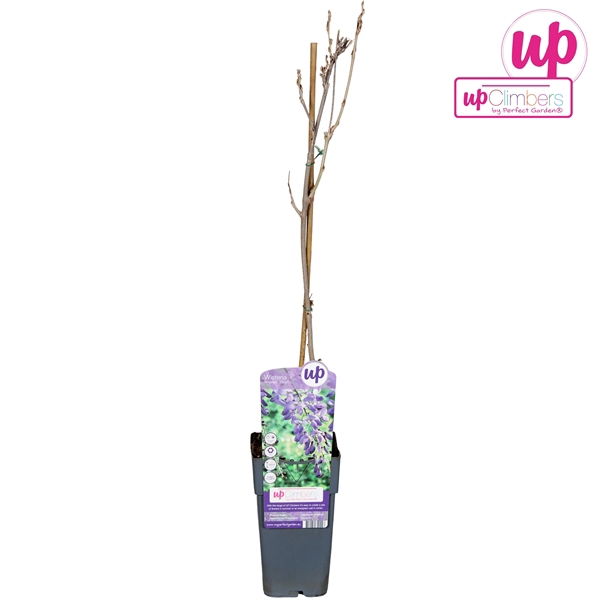 <h4>Wisteria sinensis Prolific P15</h4>