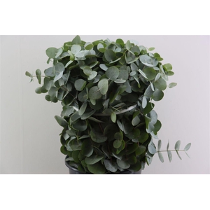 Euca Cinerea 65 Cm P Stem