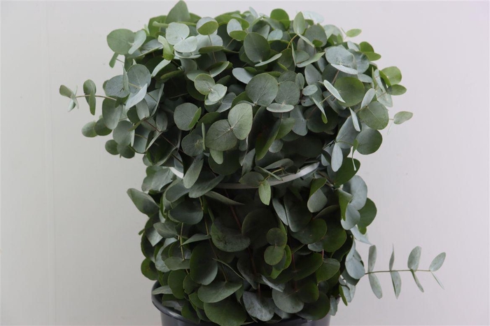 <h4>Euca Cinerea 65 Cm P Stem</h4>