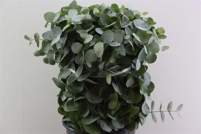 Euca Cinerea 65 Cm P Stem
