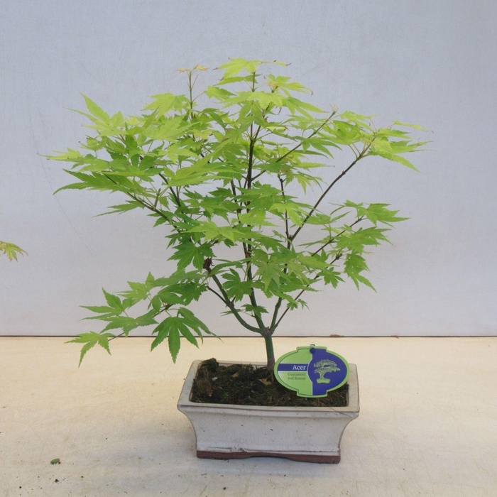 <h4>Acer palmatum "orange dream"</h4>