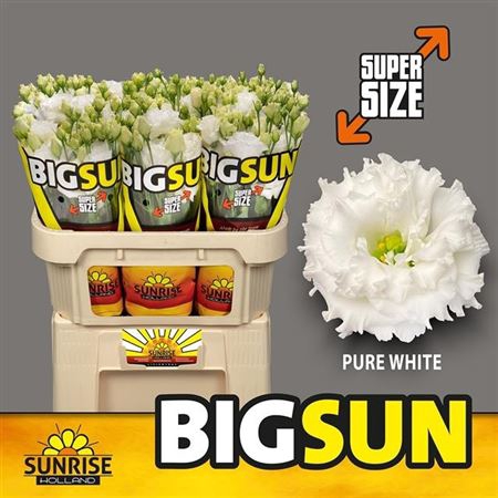 Eus G Big Sun Alissa Pur Whi