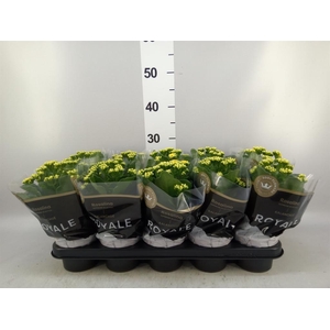 Kalanchoe blos. 'RosDon Amaril'