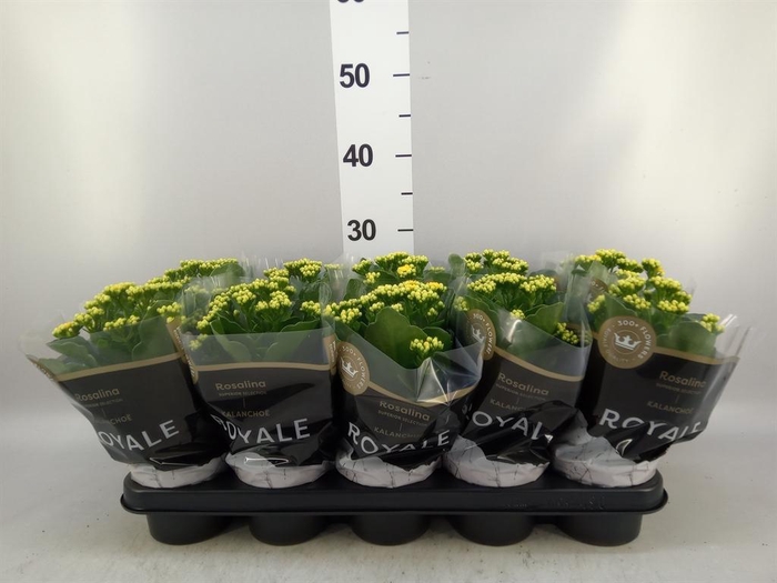 <h4>Kalanchoe blos. 'RosDon Amaril'</h4>