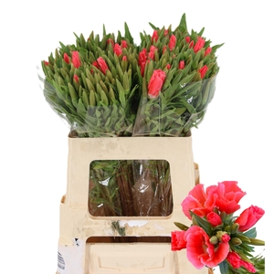 CLARKIA GODETIA SALMON