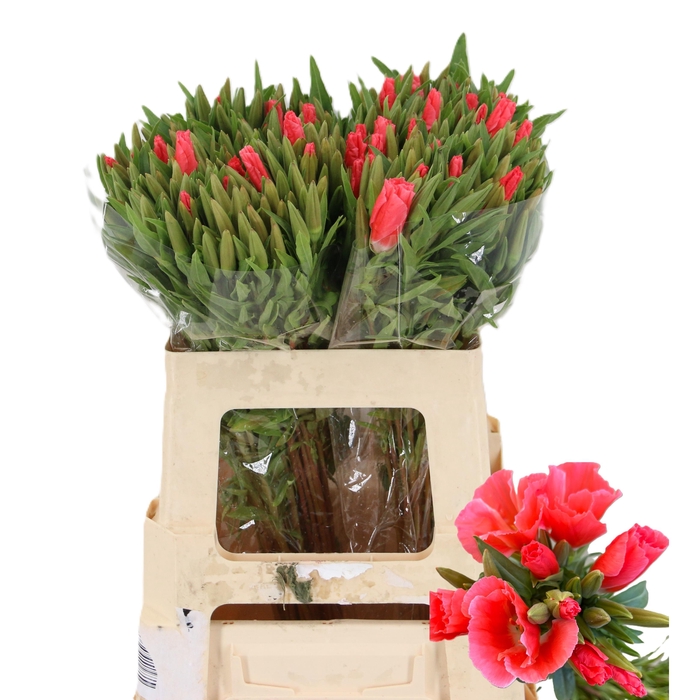 <h4>CLARKIA GODETIA SALMON</h4>