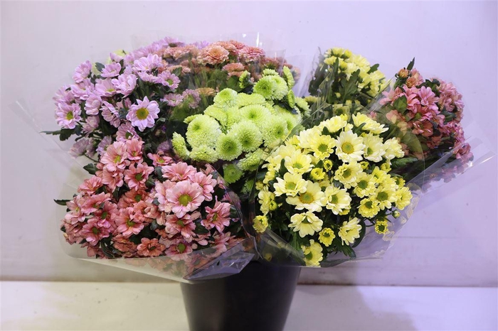 <h4>Chr S Pompon Gem Bs</h4>