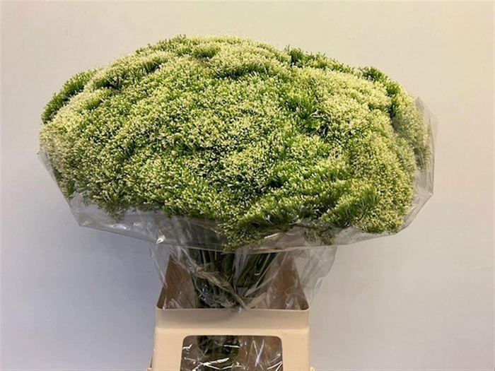 <h4>TRACH LAKE POWELL</h4>