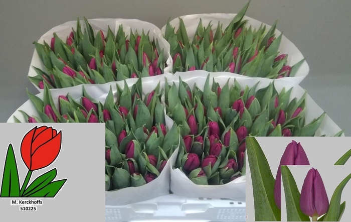 <h4>TU EN PURPLE PRINCE</h4>