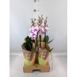 Phalaenopsis   ...rose