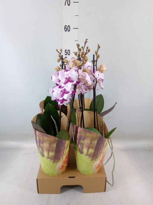 <h4>Phalaenopsis   ...rose</h4>