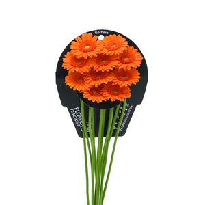 Ge Mi Max flowerracket