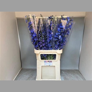 Delph Du Aurora Blue