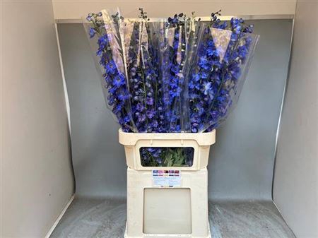 <h4>Delph Du Aurora Blue</h4>
