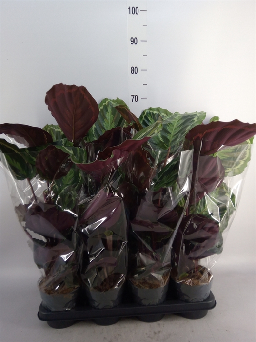 <h4>Calathea  'Medallion'</h4>