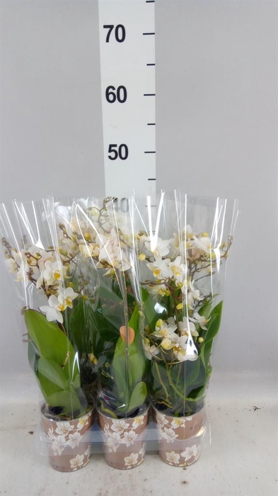 <h4>Phalaenopsis multi.   ...white</h4>