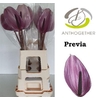 Anthurium Previa