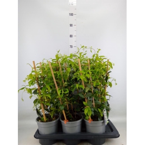 Trachelospermum jasm.