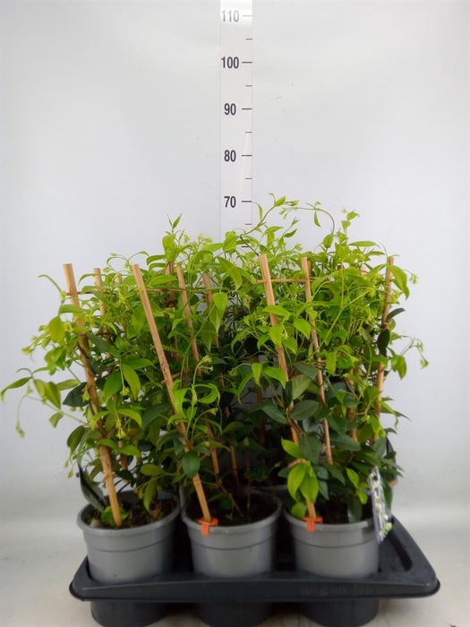 <h4>Trachelospermum jasm.</h4>