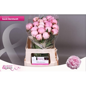 Paeonia Sarah Bernhardt | Heavy Quality