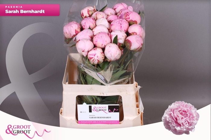 <h4>Paeonia Sarah Bernhardt | Heavy Quality</h4>