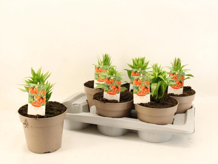 <h4>FRIT IMP AURORA</h4>