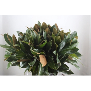 Magnolia Leaves P Bunch