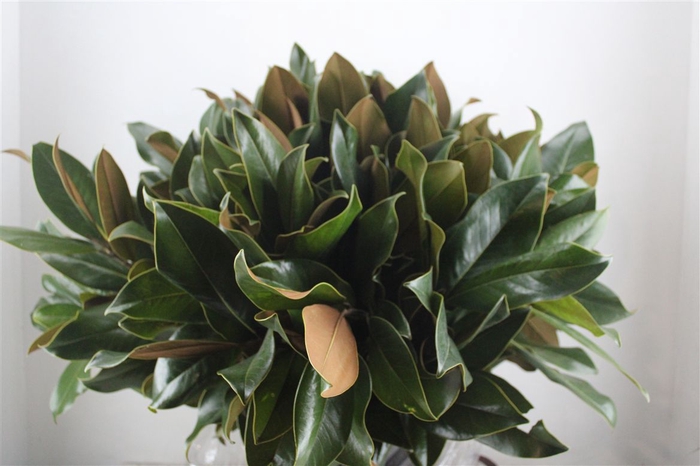 <h4>Magnolia Leaves P Bunch</h4>