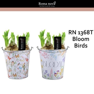 arr4 Narcis RN - Bloom birds