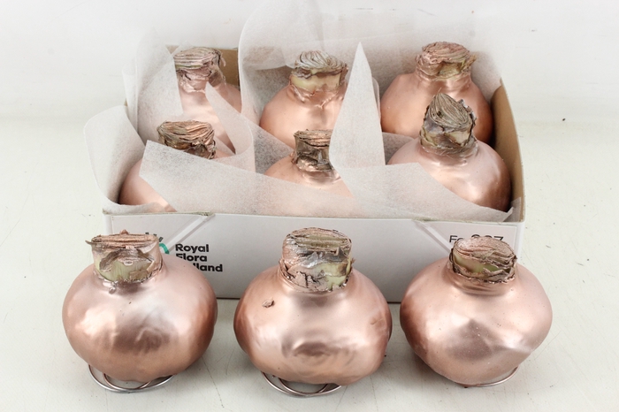 <h4>arr4 Amaryllis CM - Wax Zalm</h4>