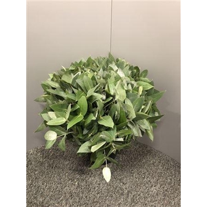 Euc Potlood ( Robusta )