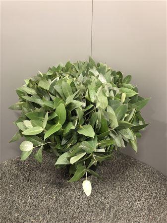 Euc Potlood ( Robusta )