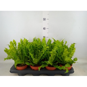 Asplenium nidus 'Crispy Wave'