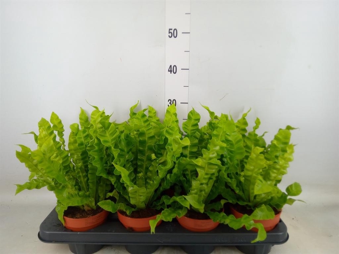<h4>Asplenium nidus 'Crispy Wave'</h4>