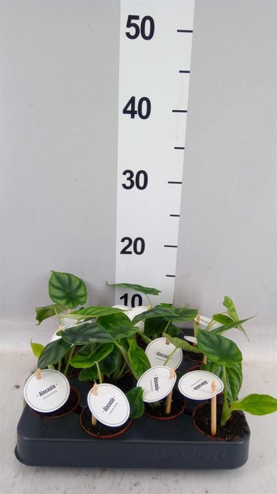 <h4>Alocasia  'Dragon Scale'</h4>