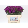 Dianthus Br Amazon Neon Purple