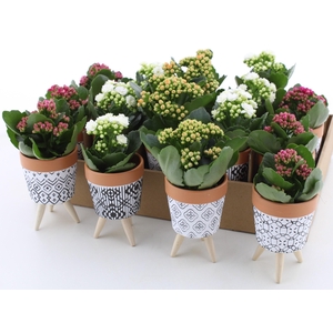 ARR KALANCHOE