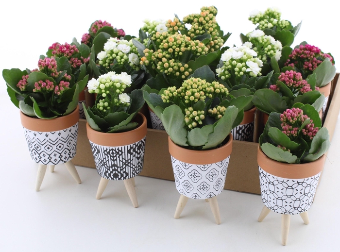 <h4>ARR KALANCHOE</h4>