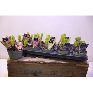 arr8 Hyacin Mult Gem 3 Kl