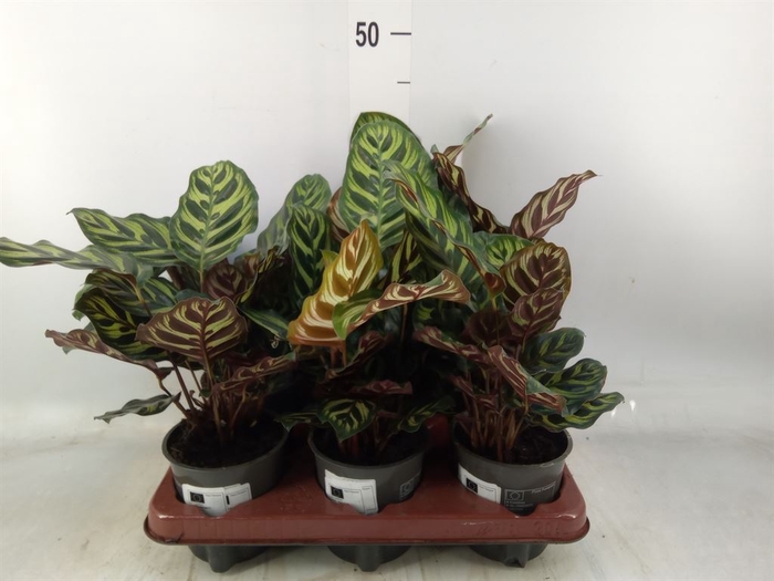 <h4>Calathea makoyana</h4>