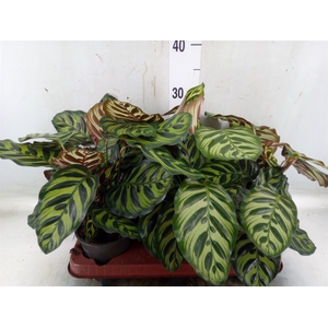 Calathea makoyana