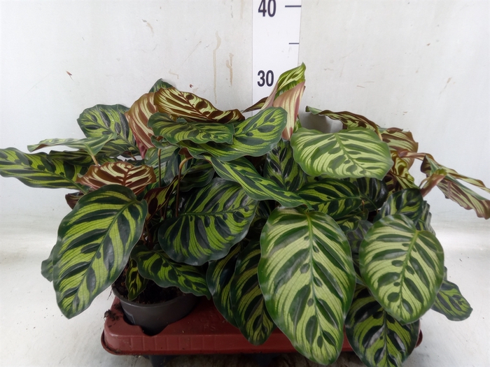 <h4>Calathea makoyana</h4>