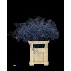 Limonium Marine Blue